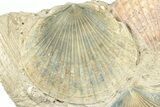 Fossil Marine Bivalve Mollusc Cluster - Gironde, France #302981-2